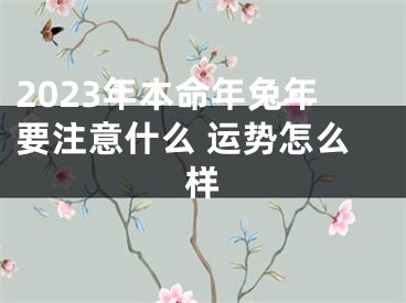 2023年本命年兔年要注意什么 运势怎么样