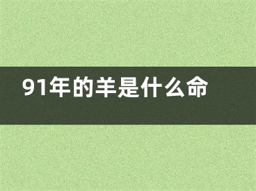91年的羊是什么命