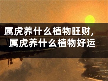 属虎养什么植物旺财,属虎养什么植物好运