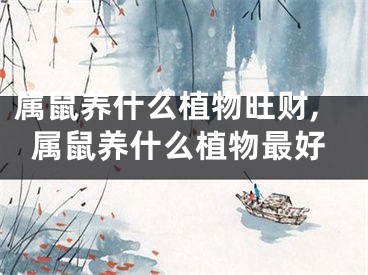 属鼠养什么植物旺财,属鼠养什么植物最好