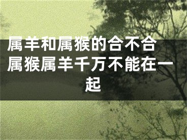 属羊和属猴的合不合 属猴属羊千万不能在一起