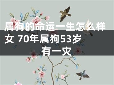 属狗的命运一生怎么样女 70年属狗53岁有一灾