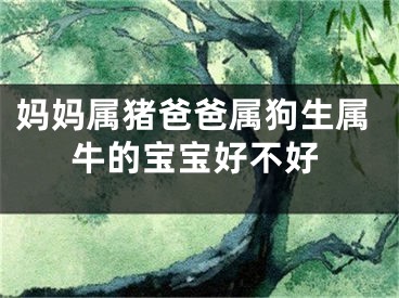 妈妈属猪爸爸属狗生属牛的宝宝好不好