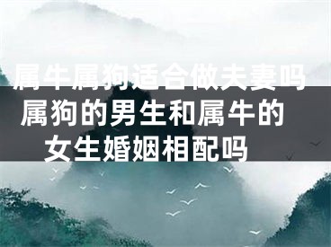 属牛属狗适合做夫妻吗 属狗的男生和属牛的女生婚姻相配吗 