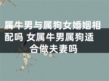 属牛男与属狗女婚姻相配吗 女属牛男属狗适合做夫妻吗