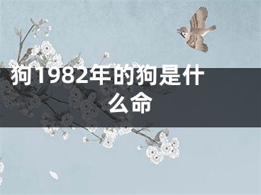 狗1982年的狗是什么命
