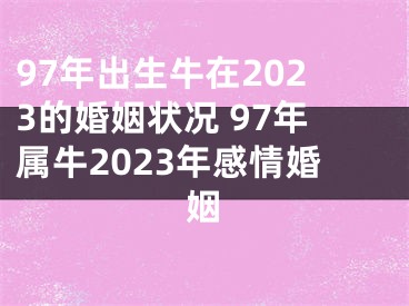97年出生牛在2023的婚姻状况 97年属牛2023年感情婚姻