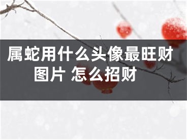 属蛇用什么头像最旺财图片 怎么招财