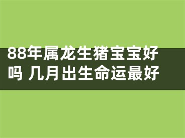 88年属龙生猪宝宝好吗 几月出生命运最好