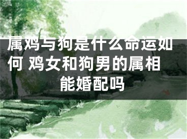 属鸡与狗是什么命运如何 鸡女和狗男的属相能婚配吗