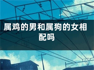 属鸡的男和属狗的女相配吗