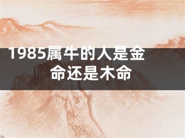 1985属牛的人是金命还是木命