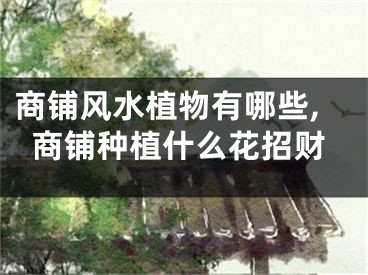 商铺风水植物有哪些,商铺种植什么花招财