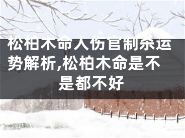 松柏木命人伤官制杀运势解析,松柏木命是不是都不好
