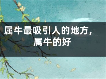 属牛最吸引人的地方,属牛的好
