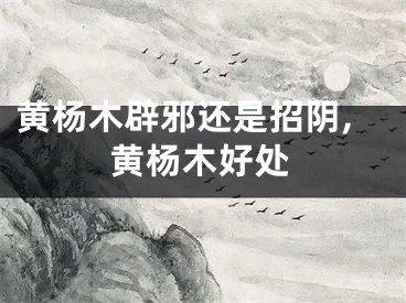 黄杨木辟邪还是招阴,黄杨木好处