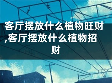 客厅摆放什么植物旺财,客厅摆放什么植物招财