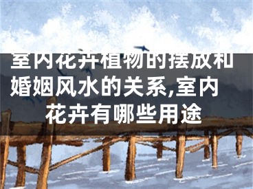 室内花卉植物的摆放和婚姻风水的关系,室内花卉有哪些用途