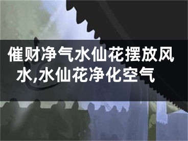 催财净气水仙花摆放风水,水仙花净化空气