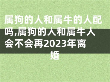 属狗的人和属牛的人配吗,属狗的人和属牛人会不会再2023年离婚