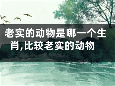 老实的动物是哪一个生肖,比较老实的动物