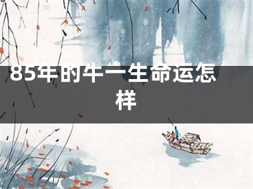 85年的牛一生命运怎样