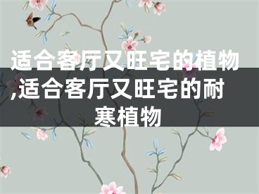 适合客厅又旺宅的植物,适合客厅又旺宅的耐寒植物