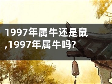 1997年属牛还是鼠,1997年属牛吗?
