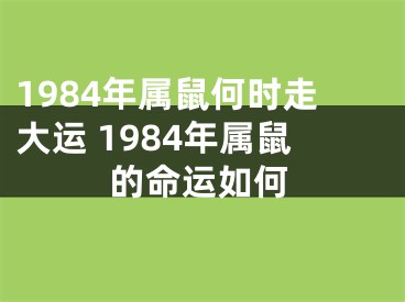 1984年属鼠何时走大运 1984年属鼠的命运如何