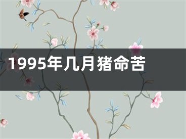 1995年几月猪命苦