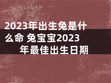 2023年出生兔是什么命 兔宝宝2023年最佳出生日期