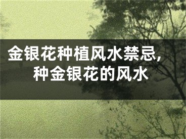 金银花种植风水禁忌,种金银花的风水