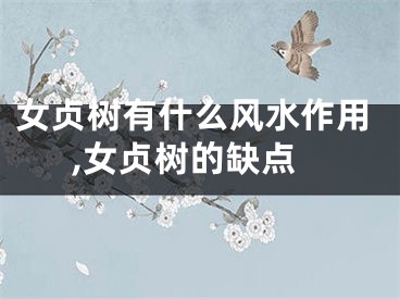 女贞树有什么风水作用,女贞树的缺点