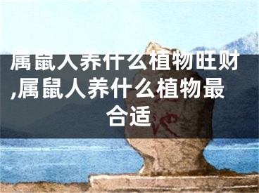 属鼠人养什么植物旺财,属鼠人养什么植物最合适
