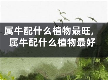 属牛配什么植物最旺,属牛配什么植物最好