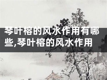 琴叶榕的风水作用有哪些,琴叶榕的风水作用