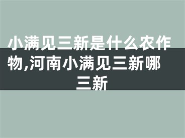 小满见三新是什么农作物,河南小满见三新哪三新