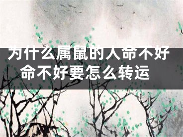 为什么属鼠的人命不好 命不好要怎么转运