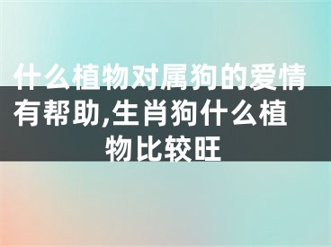 什么植物对属狗的爱情有帮助,生肖狗什么植物比较旺