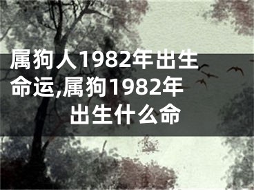 属狗人1982年出生命运,属狗1982年出生什么命