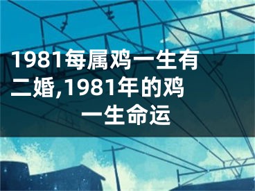 1981每属鸡一生有二婚,1981年的鸡一生命运