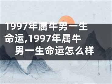 1997年属牛男一生命运,1997年属牛男一生命运怎么样