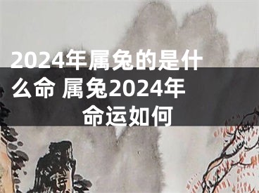 2024年属兔的是什么命 属兔2024年命运如何
