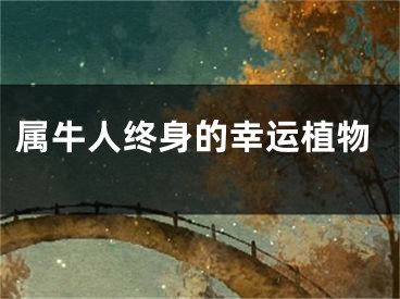 属牛人终身的幸运植物