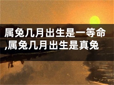 属兔几月出生是一等命,属兔几月出生是真兔