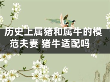 历史上属猪和属牛的模范夫妻 猪牛适配吗