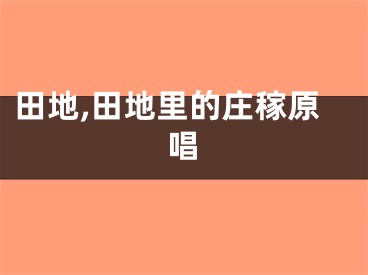 田地,田地里的庄稼原唱