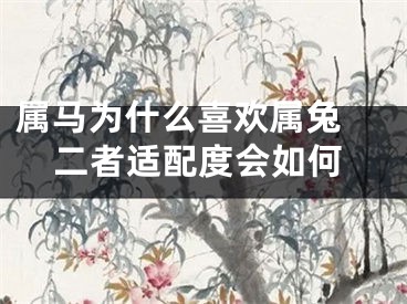 属马为什么喜欢属兔 二者适配度会如何