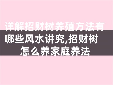 详解招财树养殖方法有哪些风水讲究,招财树怎么养家庭养法