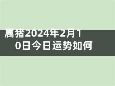 属猪2024年2月10日今日运势如何